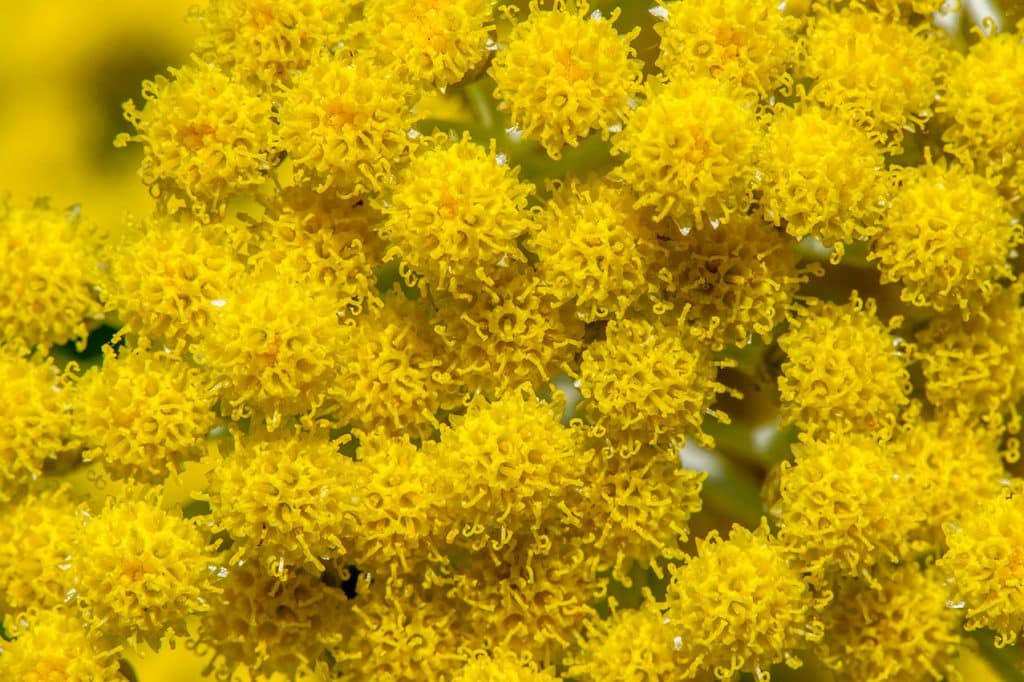 immortelle corse